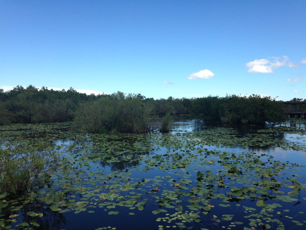 A photo of the flat waterscape of the Everglades. Blue water is dotted with green Lilly Pads and bushy foliage. 