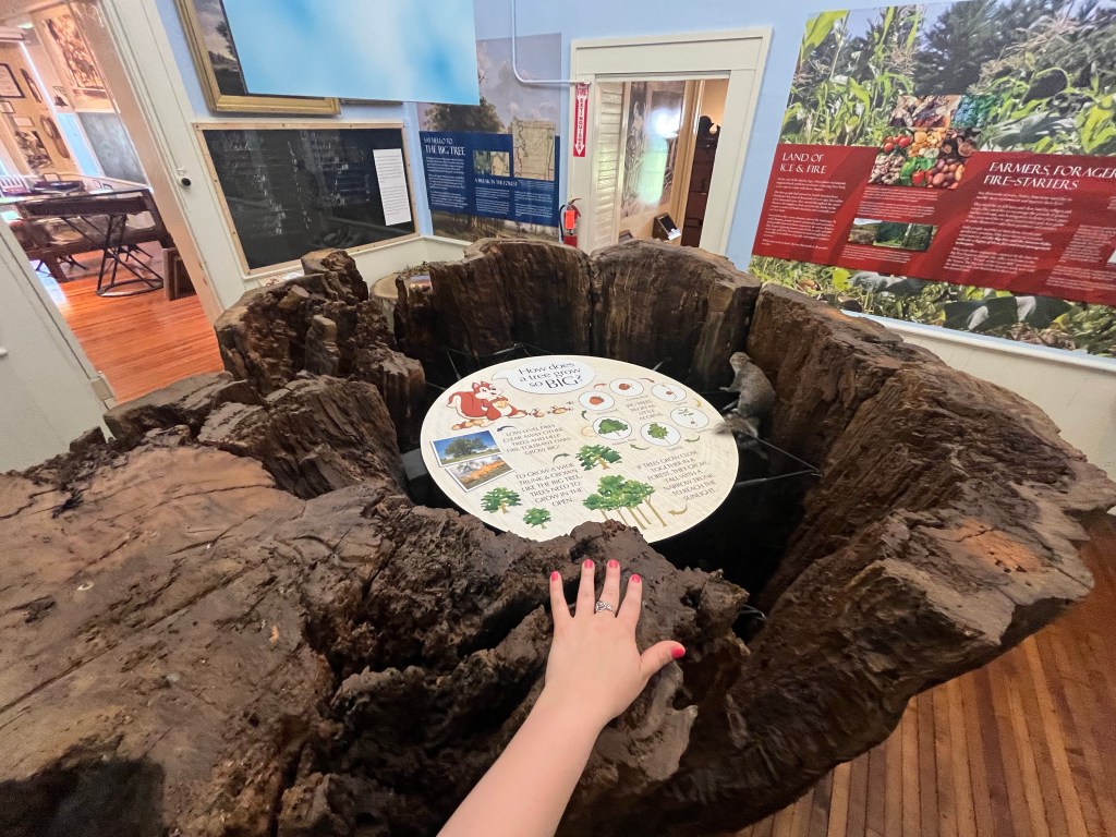 A view from the top looking inside of the hallowed Big Tree artifact. Inside there is a white circle with some text on it and a fake grey squirrel. Regina Carra has her hand on the rim of the tree to illustrate its width. Her hand looks small in comparison to the diameter of the tree.