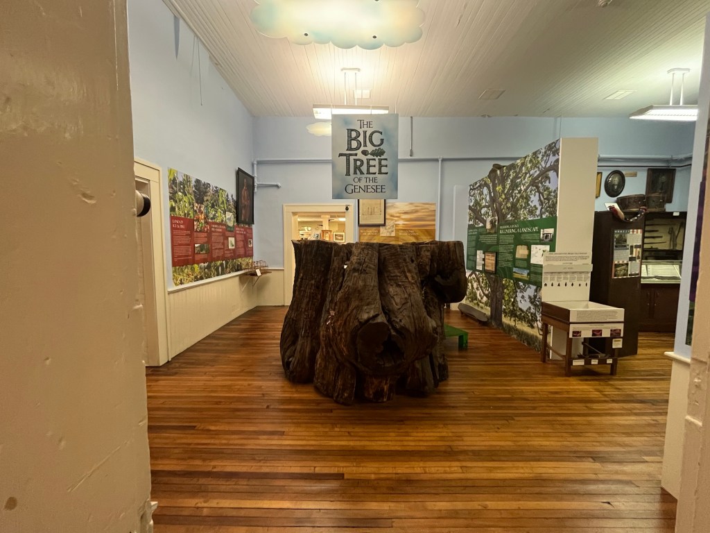 The Big Tree of Genesee exhibition. A sign with the title of the exhibit hangs above a large brown tree section in the middle of the room. Panels of interpretative text are on the walls around the tree.